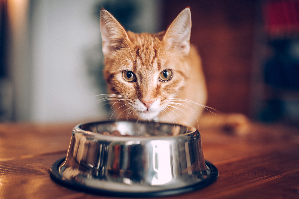 Orange tabby cat eating out of chrome bowl