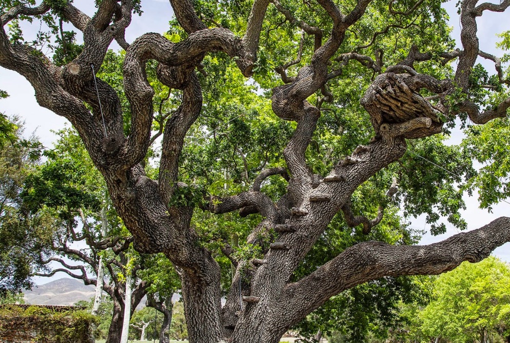 A large climbing tree outside Neverland Ranch