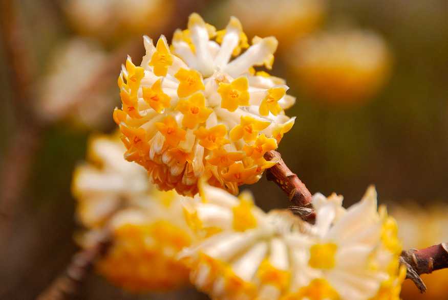 Oriental Paperbush (Edgeworthia chrysantha)