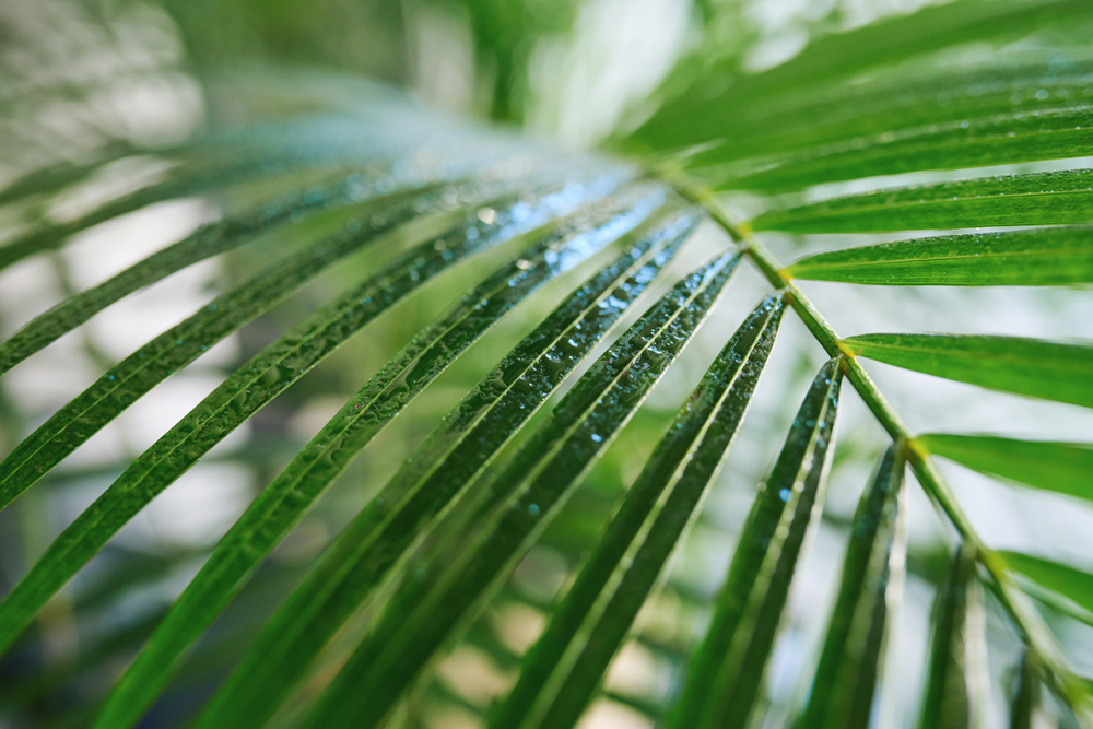 Palm tree leaves glistening with water droplets