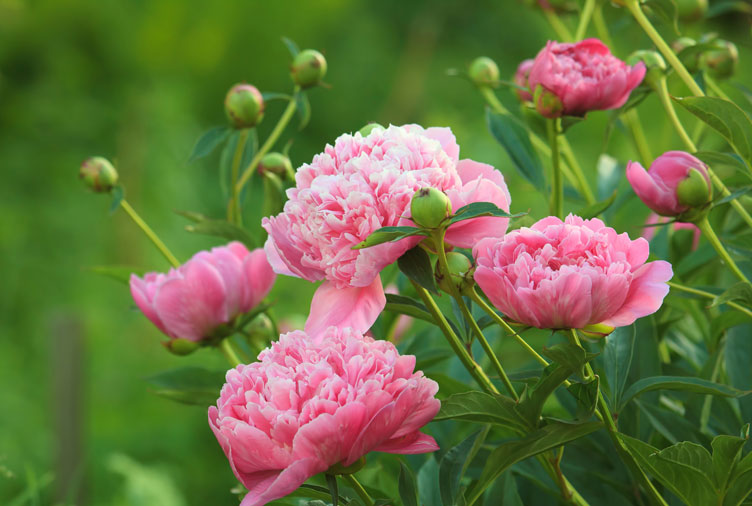 8 Great Spring Flowers From Canadiana Flowers