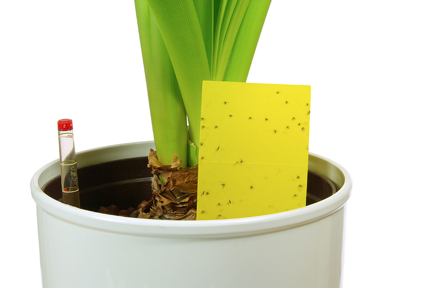 Treating a plant for pests