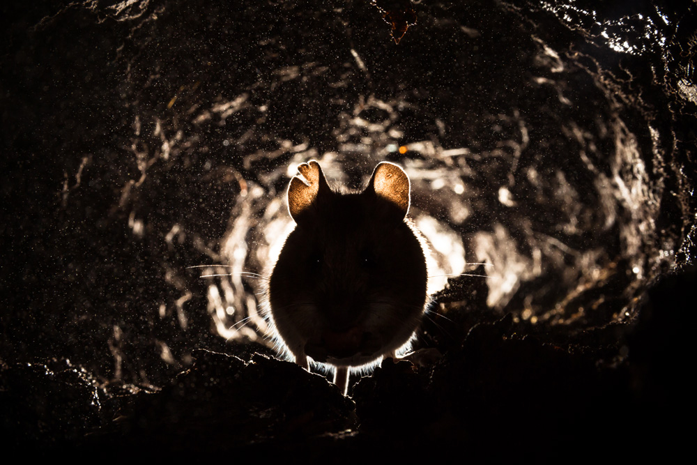 Mouse crawling through a hole