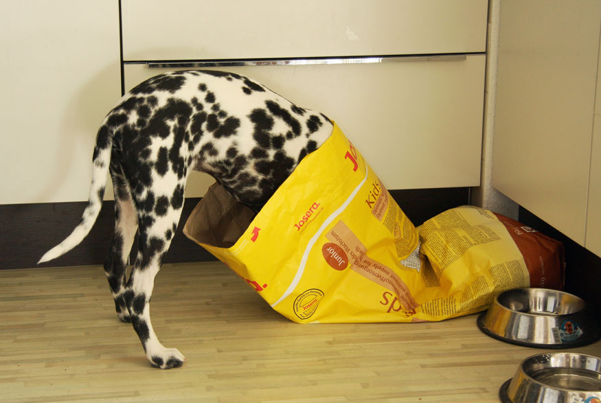 Dog in dog food bag