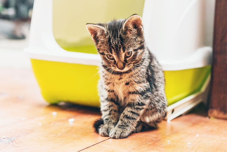 Kitten beside litterbox