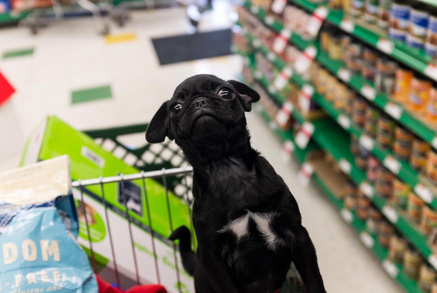 Stock Up on Essentials Before Bringing Your Pet Home