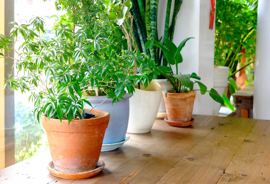 14. Protect Potted Plants