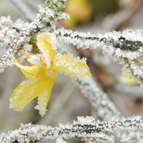 Frost on jasmine plant