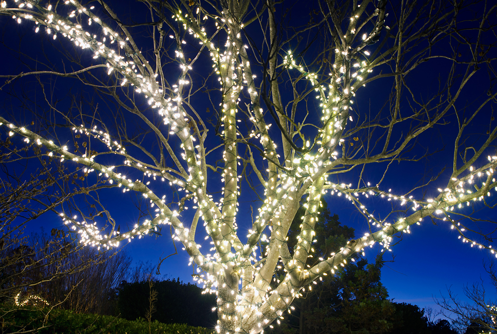 String lights on tree outside