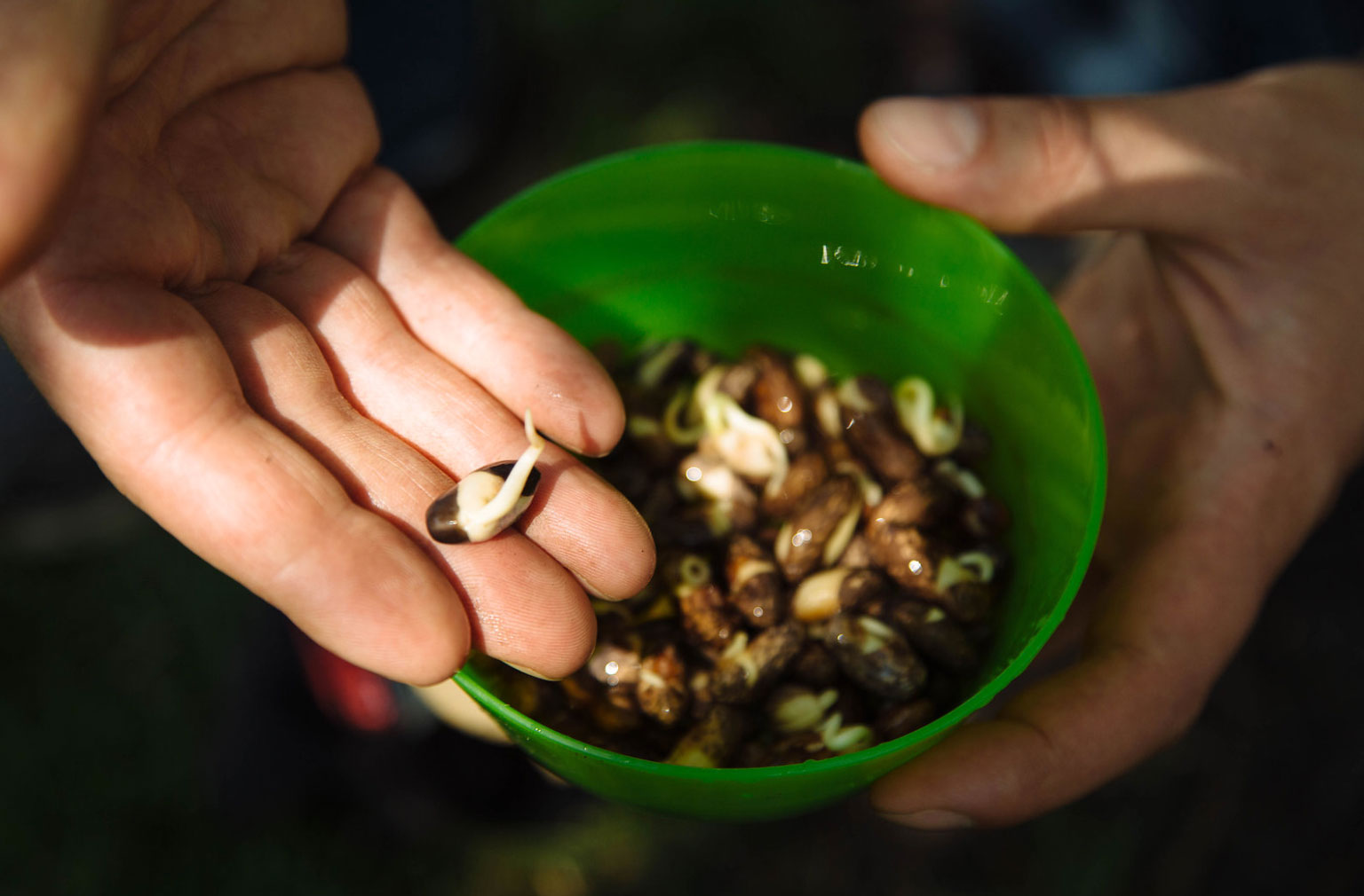 Hands holding germinating beans