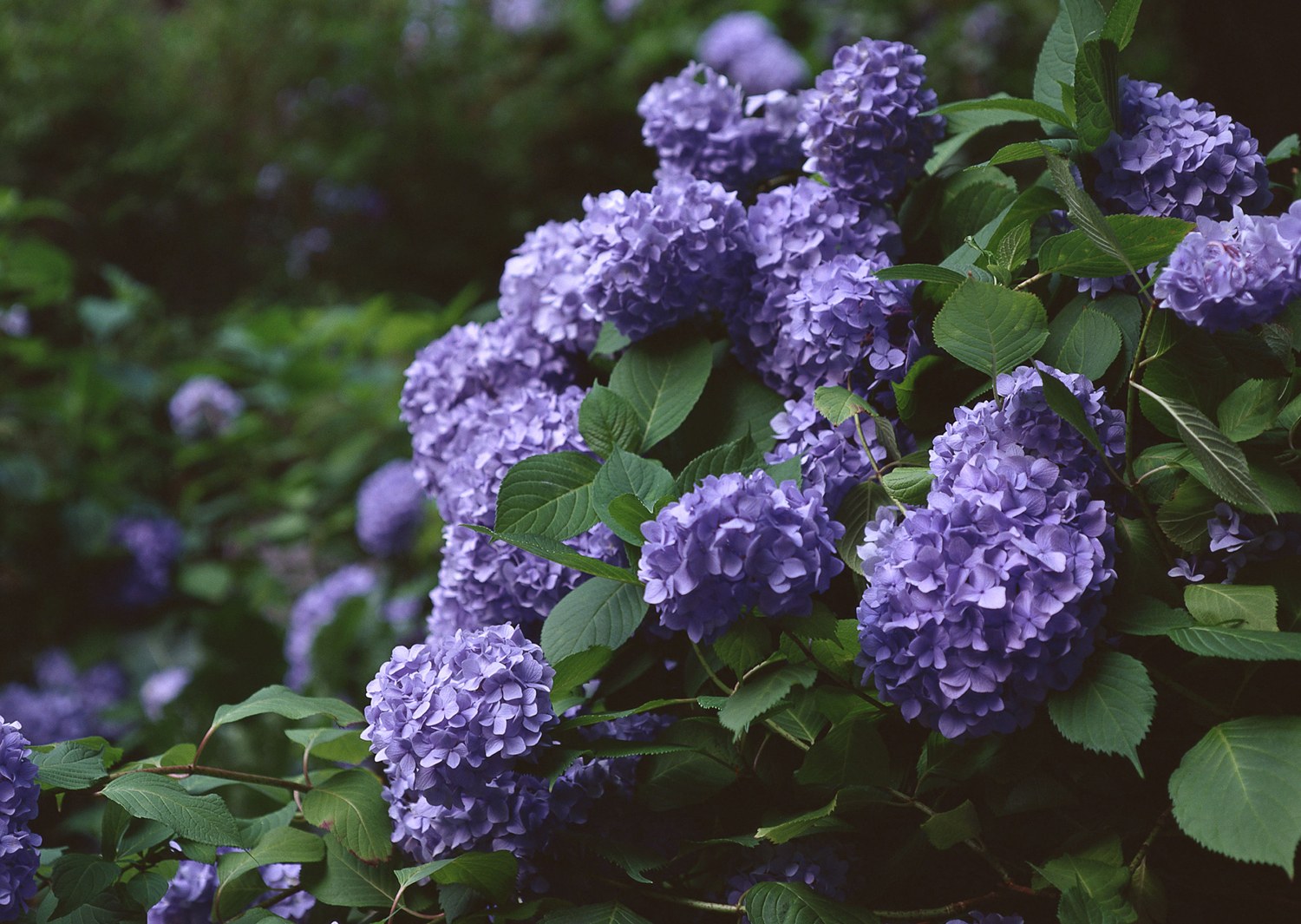 Lush purple hydrangeas
