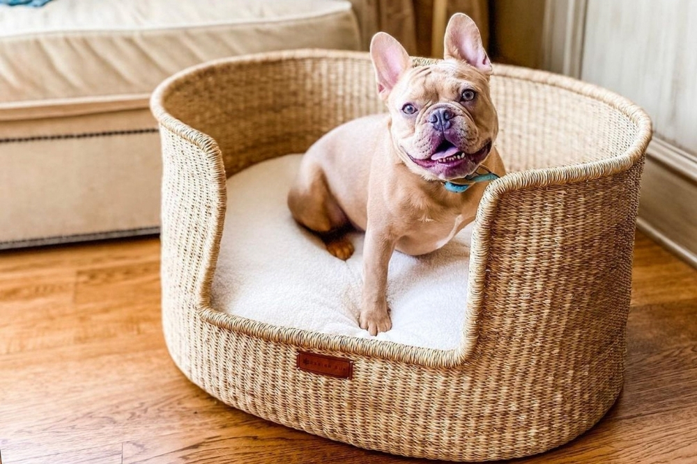 A smiling French bulldog on a rattan dog bed