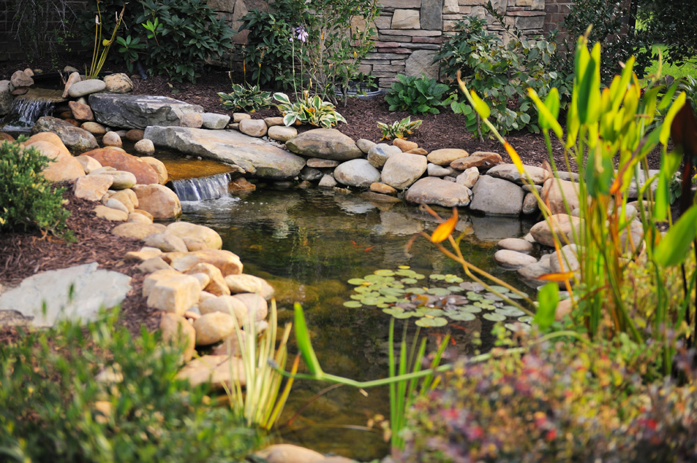 Pond and waterfall in a backyard