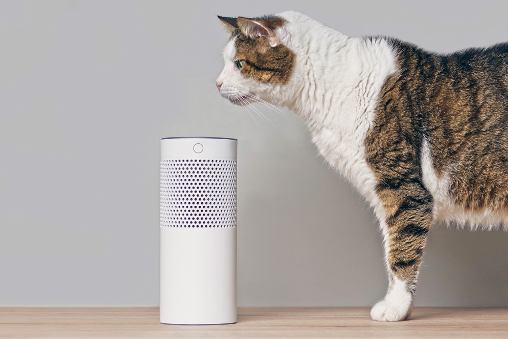 Cat sniffing a smart speaker