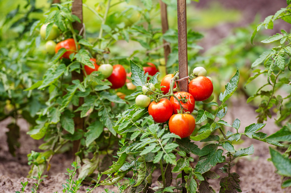 How To Identify Tomato Pests And