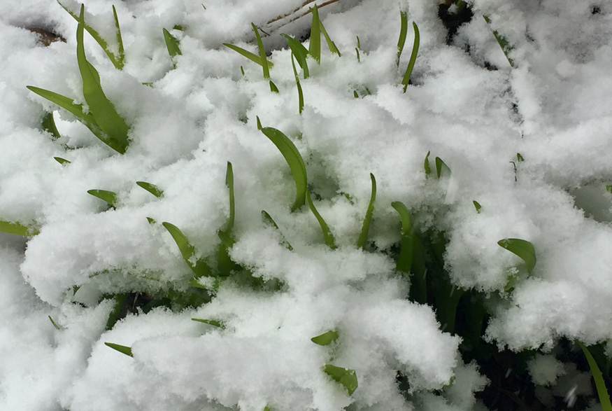 Snow-covered plants