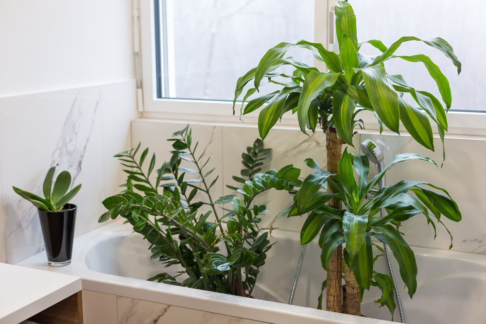 Plants in a bathtub