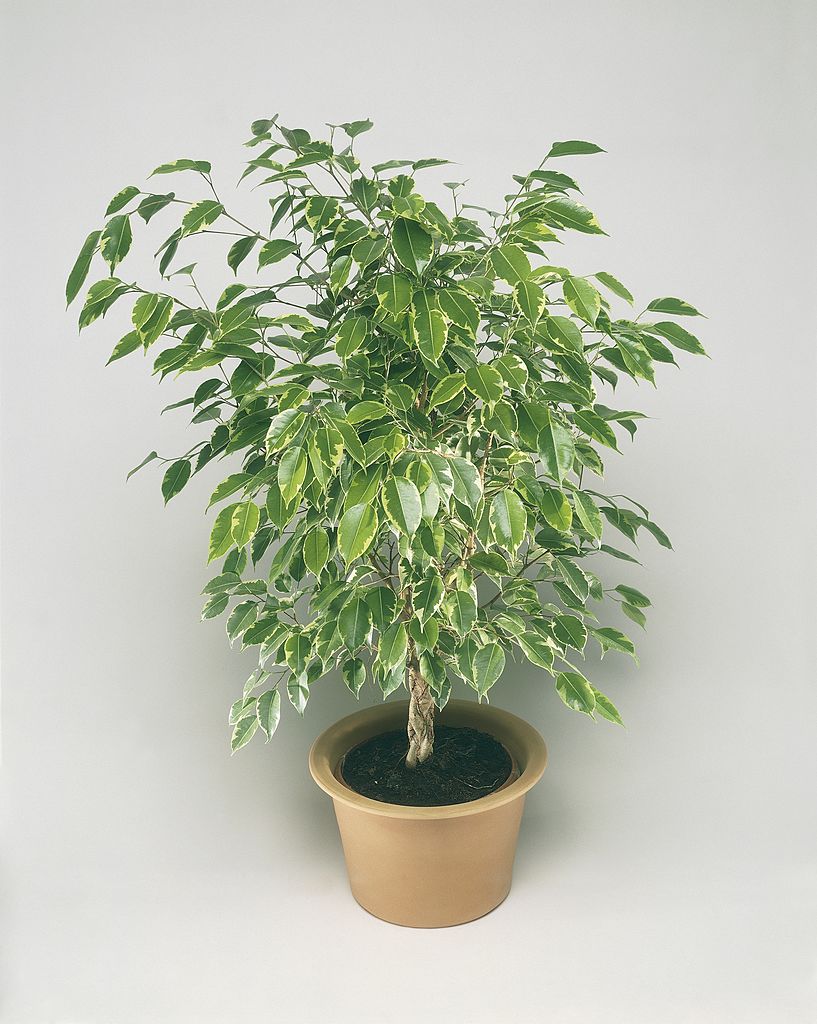 High angle view of a Weeping fig plant (Ficus benjamina)
