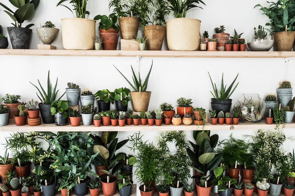 Plants on shelves