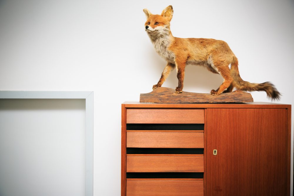 A taxidermy fox on a nightstand
