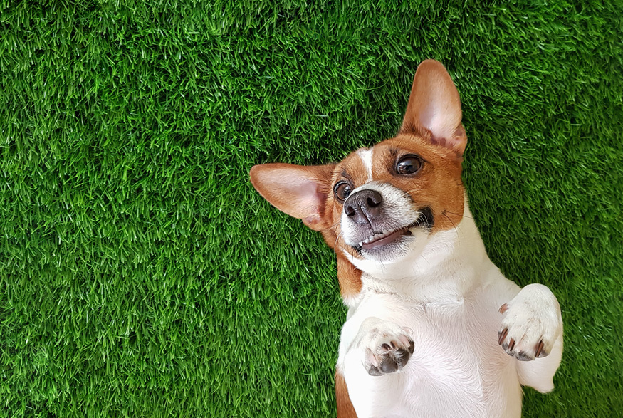 Happy dog on a lawn