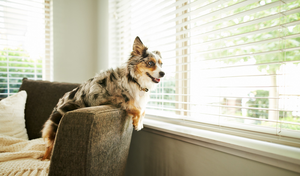 Australian shepherd dog sitting on the sofa at home looking out blinds