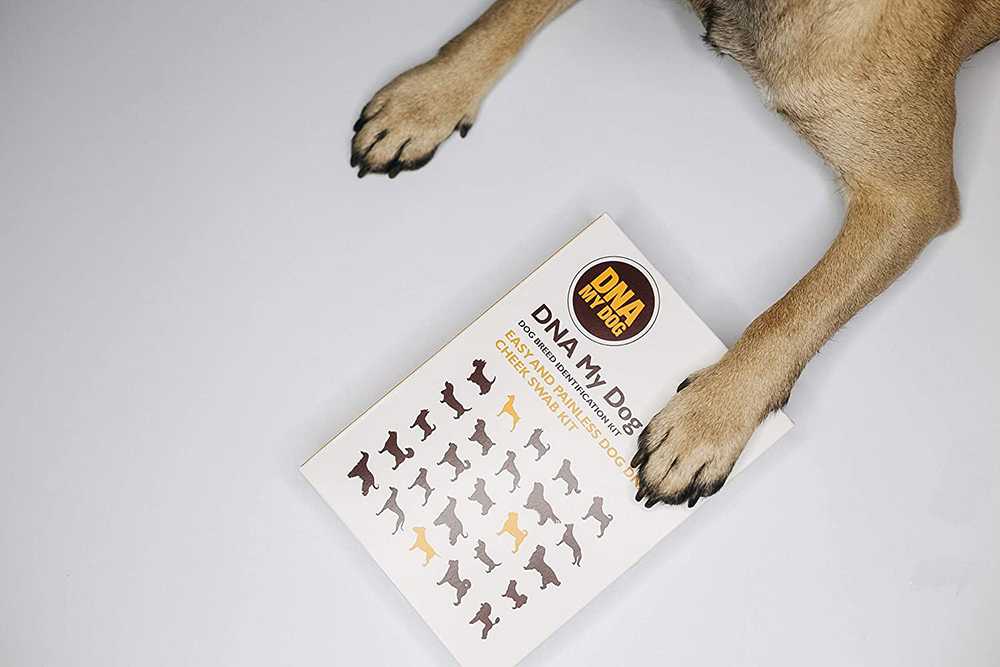 A dog's paws sitting on top of a dog DNA test