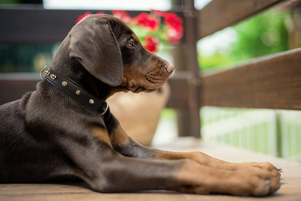 Brown puppy wearing a spiked black dog collar - sitting on deck looking into distance