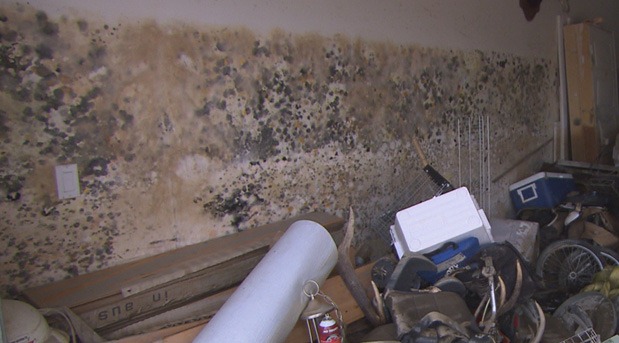 Mike-Holmes-How-to-Detect-Mould-in-Home