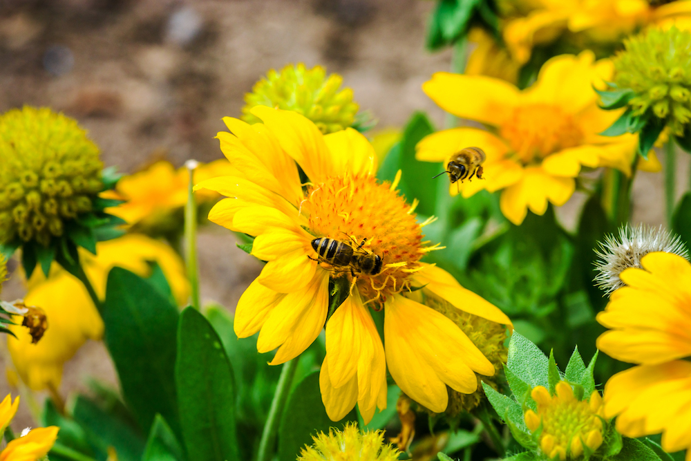 bees on yellow flowers