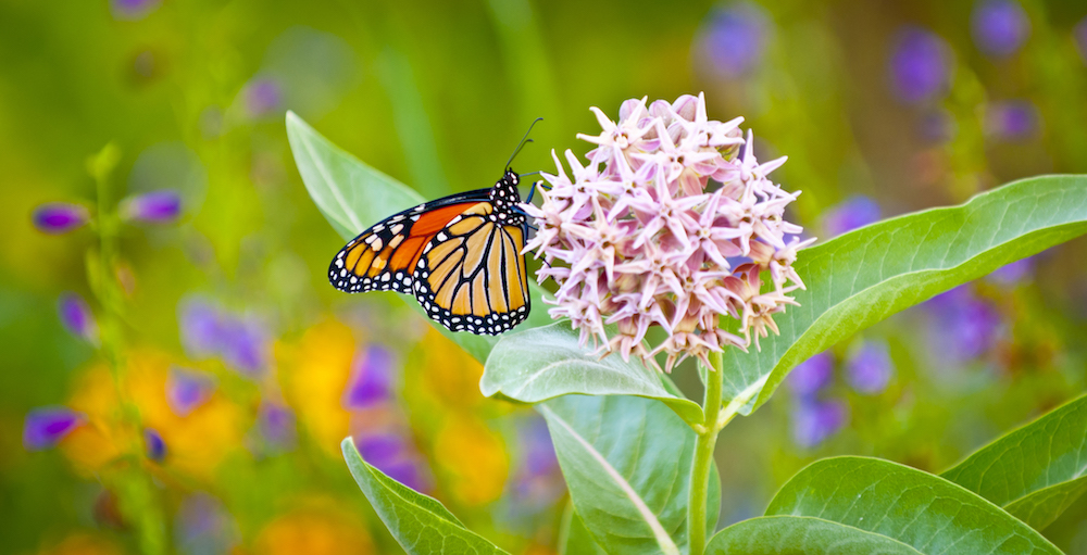 Monarch butterfly feeding off milkweed bloom