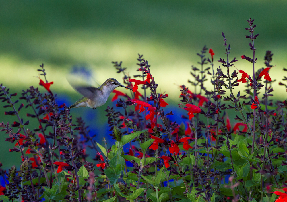 ruby throated hummingbird flies among deep saturated blue and red flowers