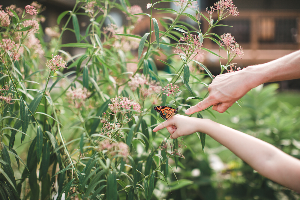 monarch butterfly rests on a girl’s hand as a man points at it as milkweed grows in the background
