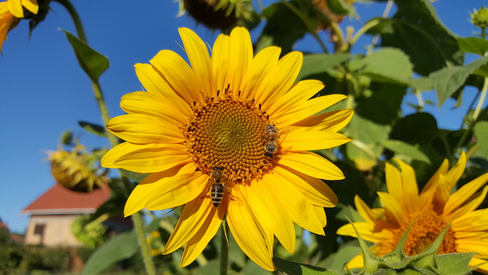 close-up of honey bees on sunflower