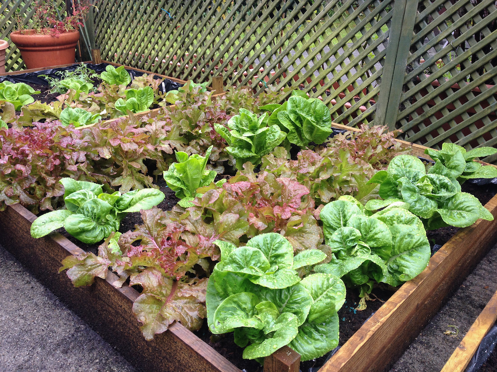 rows of salad items and different kinds of lettuce growing in a raised bed in a suburban garden