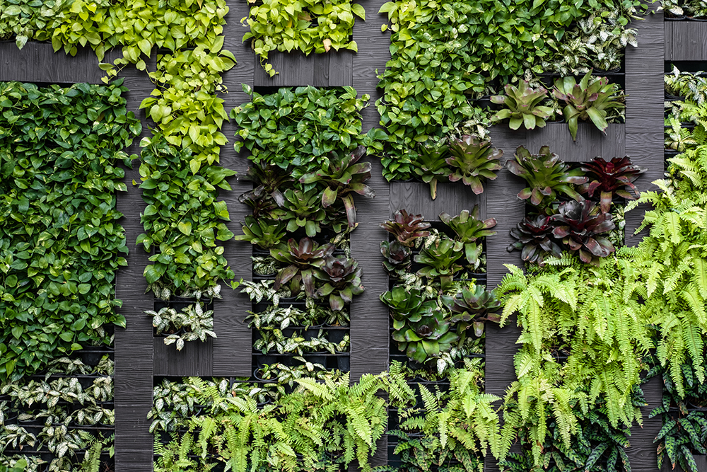Closeup shot of living plant wall.