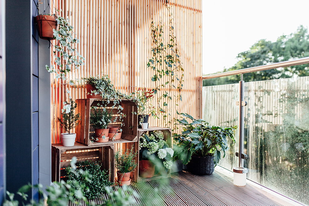 A balcony with a light wood privacy screen. Plants hang from the screen and sit in front of it.