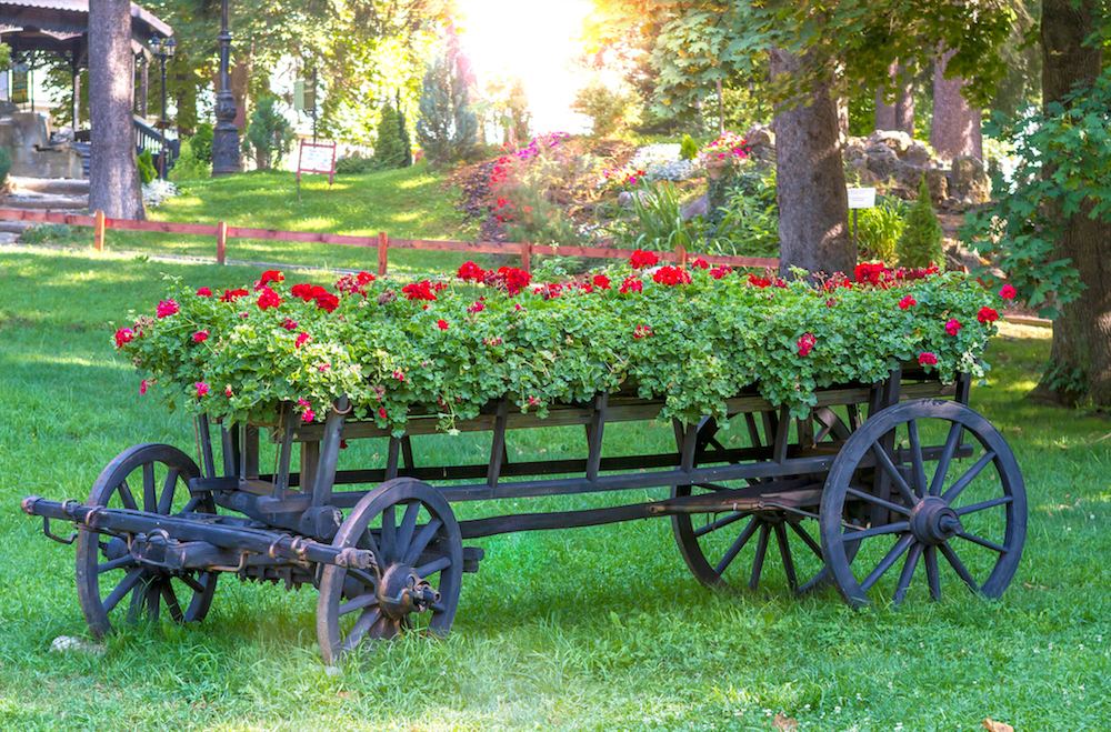 red flowers planted on upcycled antique cart on green grass