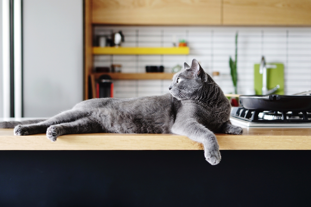 grey cat relaxing On light wood kitchen counter