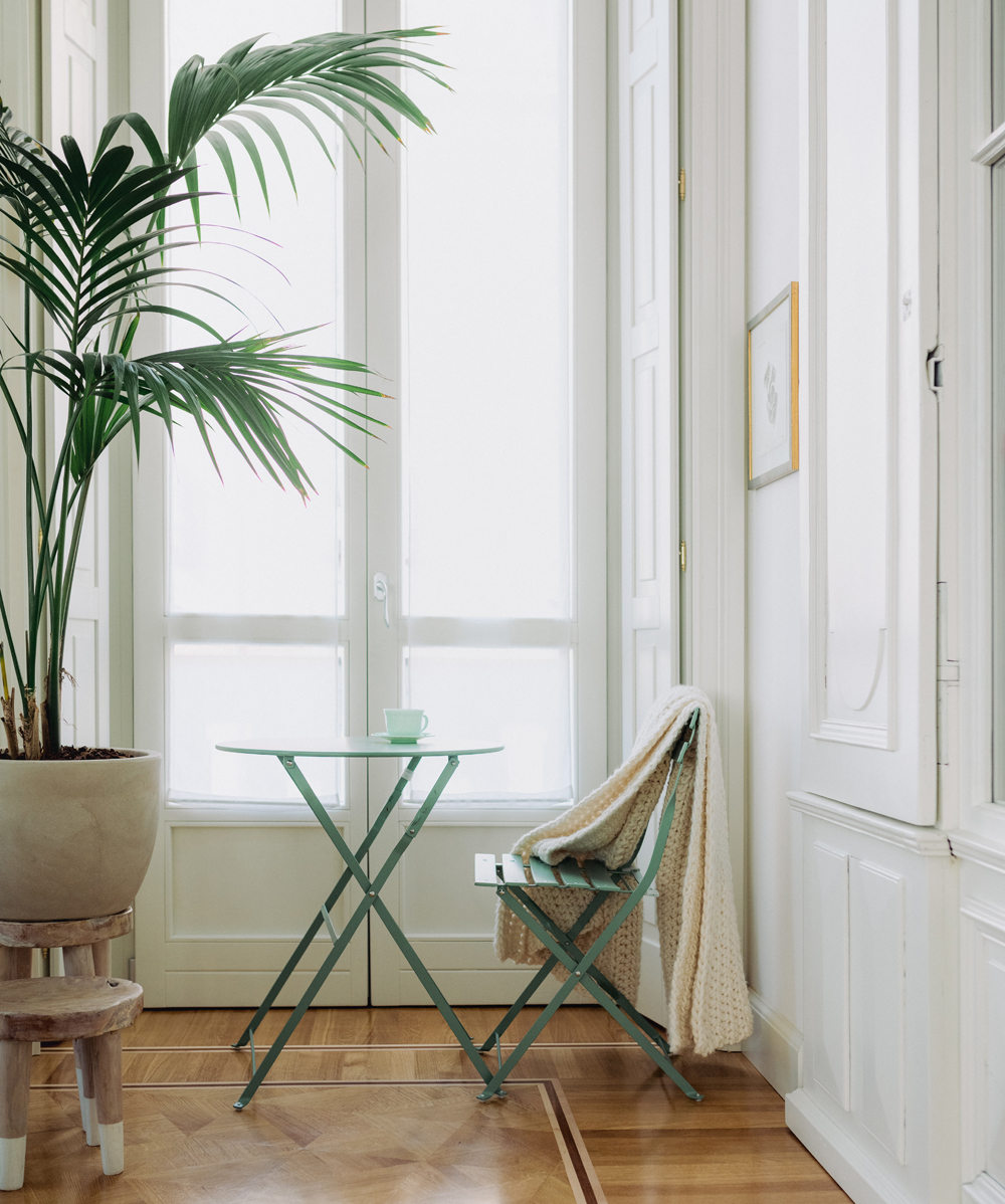 Bamboo Palm plant next to a window with a table and chair