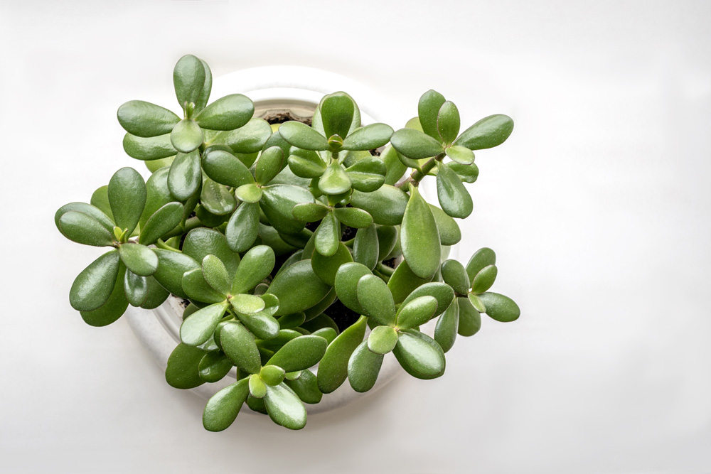 Jade plant shot from above