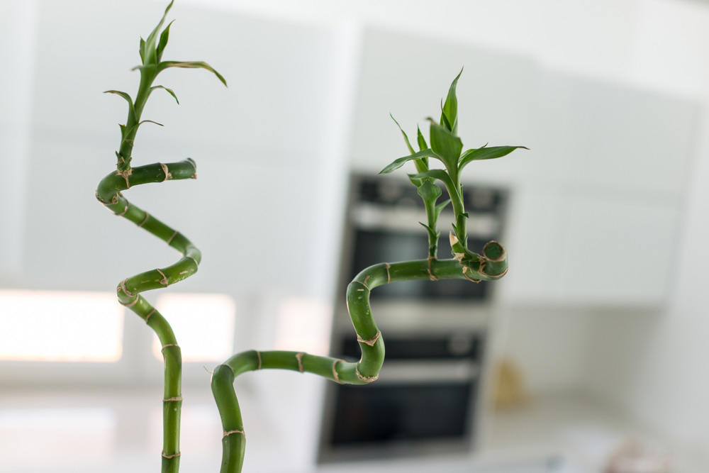 lucky bamboo in a kitchen eating area