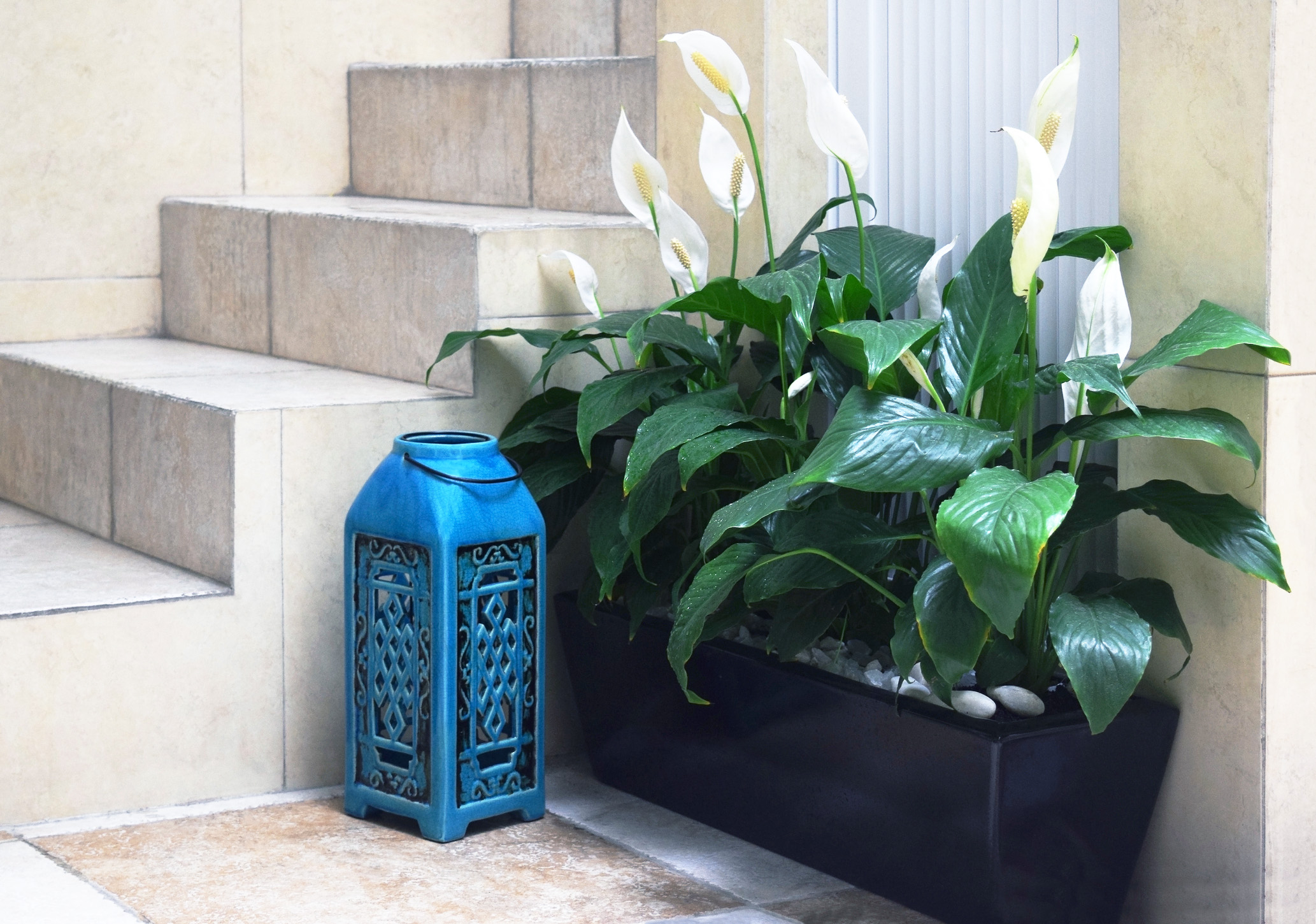 Peace Lily Growing In Pot By Blue Lantern