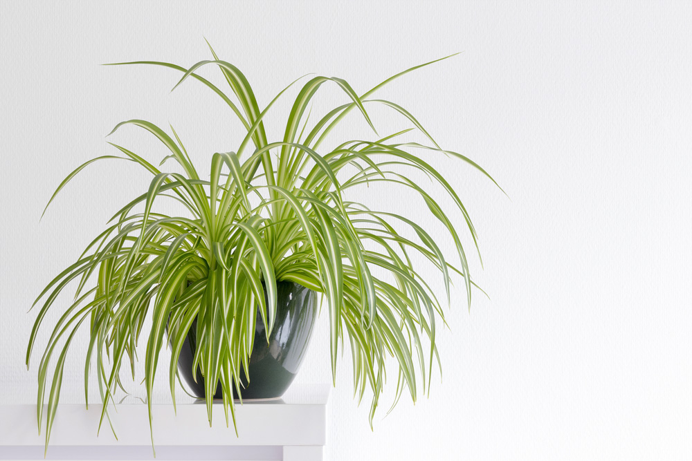 beautiful spider plant, Chlorophytum, isolated in a minimalist living room