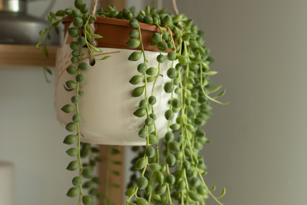 Senecio rowleyanus house Plant (string of pearls) in a animal face hanging pot.