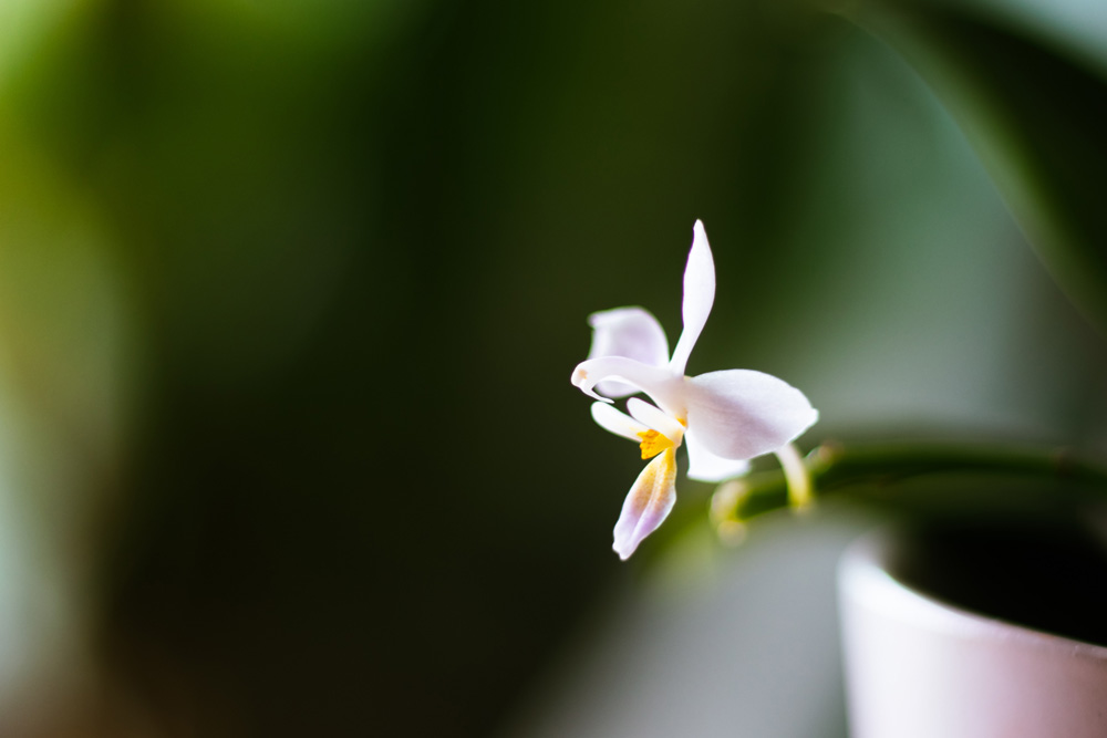 Flat-leaved Vanilla Orchid or Vanilla Planifolia