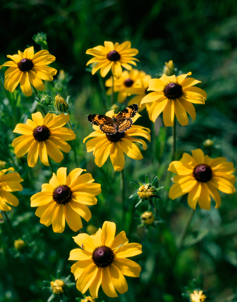 Butterfly on black-eyed Susans