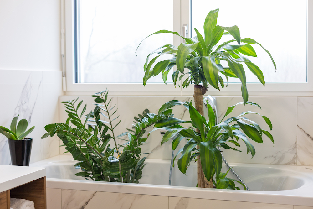 green plants in marble bathtub