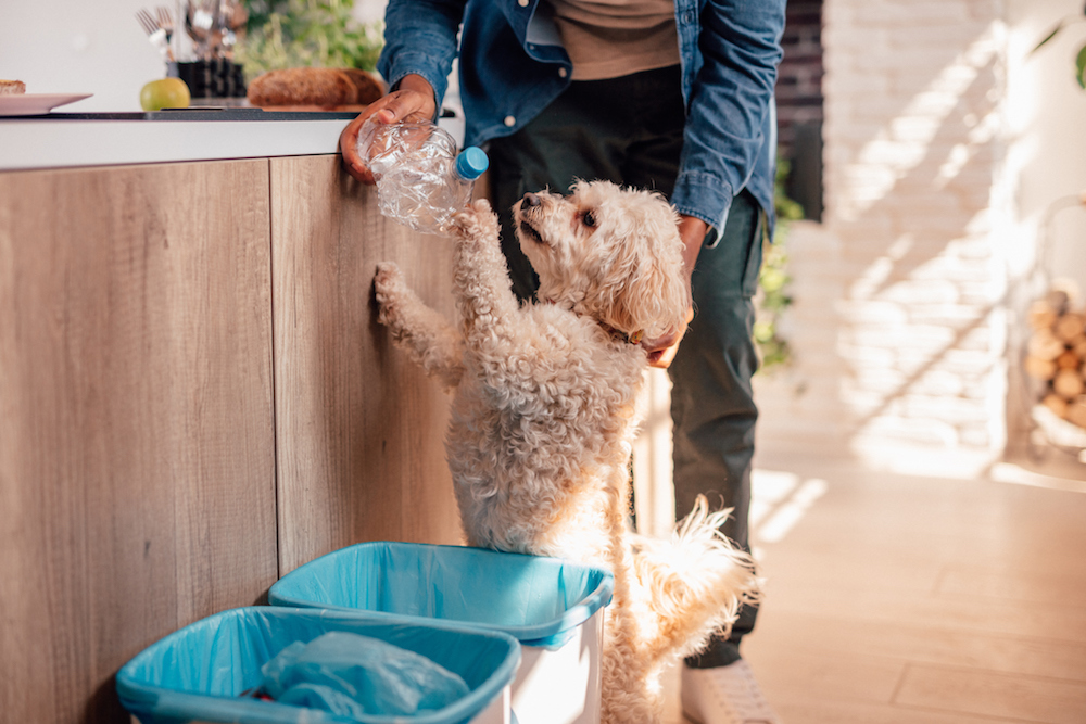 young man recycling bottles with his dog in modern white and wood kitchen