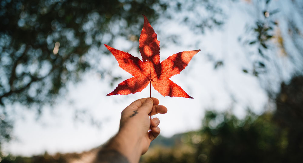 A person holding up a red maple leaf